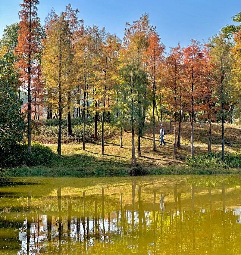 《北湖公园》金色的斜阳，小桥流水，休闲的会所，残荷的藕塘